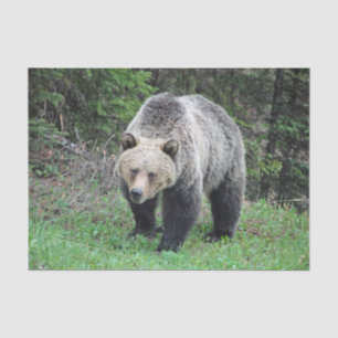 Alaska Grizzly Bar Wildlife Foto Seidenpapier