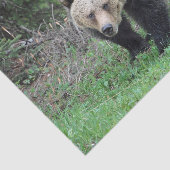 Alaska Grizzly Bar Wildlife Foto Seidenpapier (Ausschnitt)