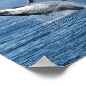 Alaska Humpback Whale Wildlife Foto Poster (Ecke)