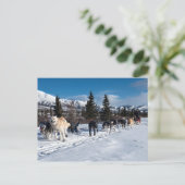 Alaska Husky Dog Sled Race Postkarte (Stehend Vorderseite)
