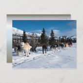 Alaska Husky Dog Sled Race Postkarte (Vorne/Hinten)