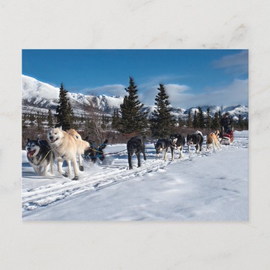 Alaska Husky Dog Sled Race Postkarte (Vorderseite)