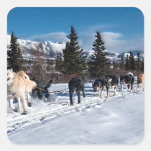 Alaska Husky Dog Sled Race Quadratischer Aufkleber