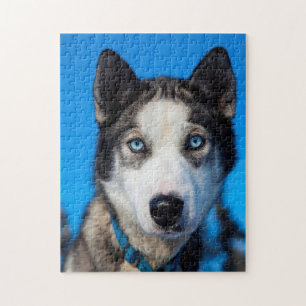 Alaska Husky. Puzzle