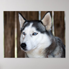 Alaska Husky Sled Dog Beautiful Art Print Poster