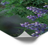 Alaska, Insel Unalaska, Adler Bald unter Nootka Poster (Ecke)