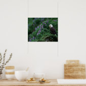 Alaska, Insel Unalaska, Adler Bald unter Nootka Poster (Küche)