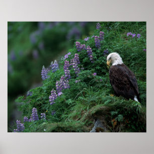 Alaska, Insel Unalaska, Adler Bald unter Nootka Poster