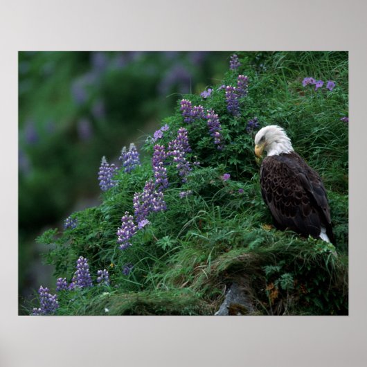 Alaska, Insel Unalaska, Adler Bald unter Nootka Poster (Vorne)