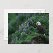 Alaska, Insel Unalaska, Adler Bald unter Nootka Postkarte (Vorne/Hinten)