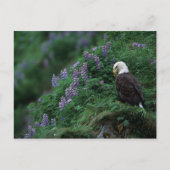 Alaska, Insel Unalaska, Adler Bald unter Nootka Postkarte (Vorderseite)