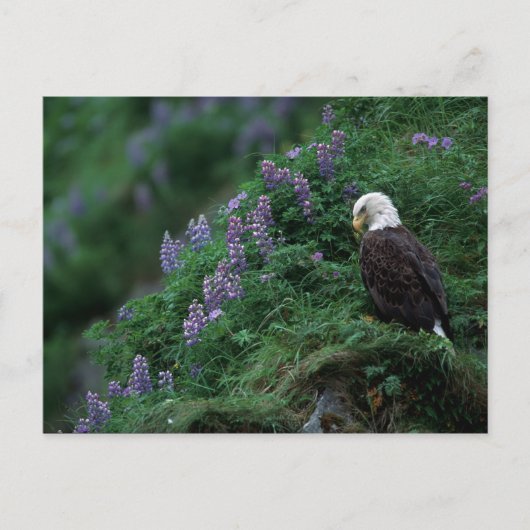 Alaska, Insel Unalaska, Adler Bald unter Nootka Postkarte (Vorderseite)
