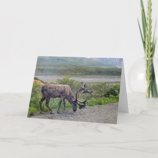 Alaska - Karibik 1 Einladung (Vorderseite)