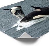 Alaska Killer Whale Foto Poster (Ecke)