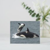 Alaska Killer Whale Foto Postkarte (Stehend Vorderseite)
