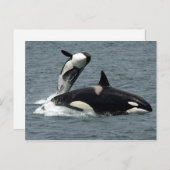 Alaska Killer Whale Foto Postkarte (Vorne/Hinten)