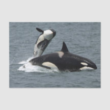 Alaska Killer Whales Foto