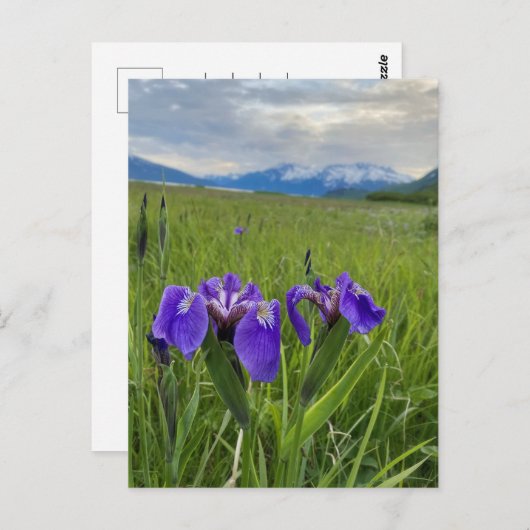 Alaska Lila Blume Botanischer Garten Postkarte (Vorne/Hinten)