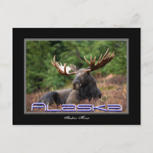Alaska Moose Post Card Postkarte