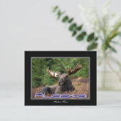 Alaska Moose Post Card Postkarte (Stehend Vorderseite)