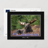 Alaska Moose Post Card Postkarte (Vorne/Hinten)