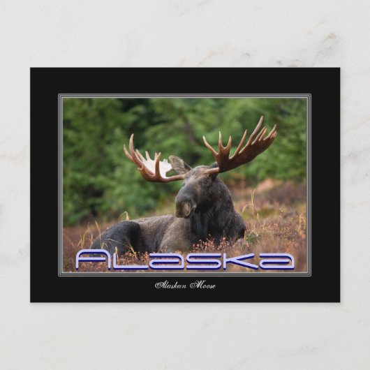 Alaska Moose Post Card Postkarte (Vorderseite)