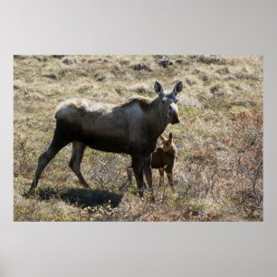 Alaska-Mutter-Elch mit Kalb Poster