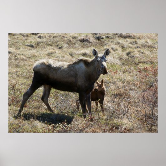 Alaska-Mutter-Elch mit Kalb Poster (Vorne)