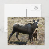 Alaska-Mutter-Elch mit Kalb Postkarte (Vorne/Hinten)