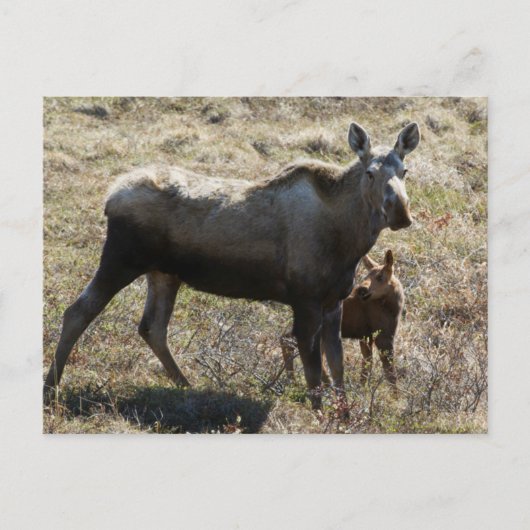 Alaska-Mutter-Elch mit Kalb Postkarte (Vorderseite)