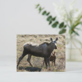 Alaska-Mutter-Elch mit Kalb Postkarte (Stehend Vorderseite)