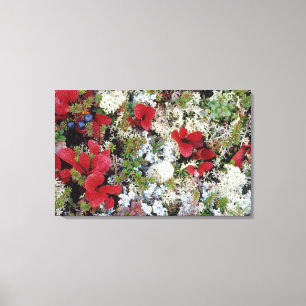 Alaska, Nationalpark Denali, Arktische Tundra ist Leinwanddruck