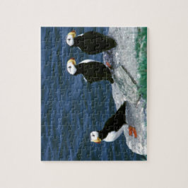 Alaska-Papageientaucher versahen bunte Vögel mit Puzzle