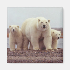 Alaska Polar Bear Magnet
