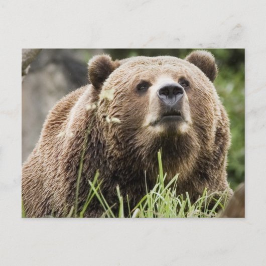ALASKA POSTKARTE (Vorderseite)