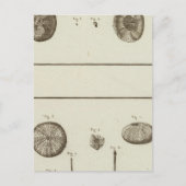 Alaska Postkarte (Vorderseite)