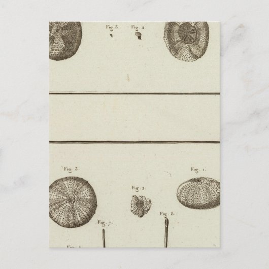 Alaska Postkarte (Vorderseite)