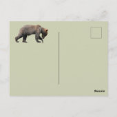 Alaska Postkarte des Grizzlybären (Rückseite)