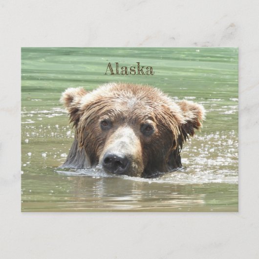 Alaska Postkarte des Grizzlybären (Vorderseite)
