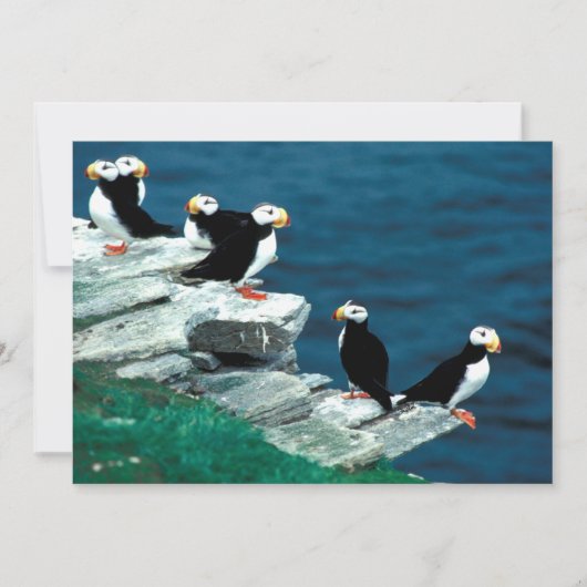 Alaska Puffins füttern farbenfrohe Vögel (Vorderseite)