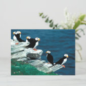 Alaska Puffins füttern farbenfrohe Vögel (Stehend Vorderseite)