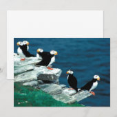 Alaska Puffins füttern farbenfrohe Vögel (Vorne/Hinten)