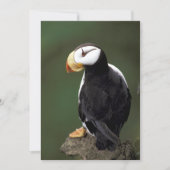 Alaska Puffins füttern farbenfrohe Vögel (Vorderseite)