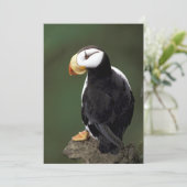 Alaska Puffins füttern farbenfrohe Vögel (Stehend Vorderseite)