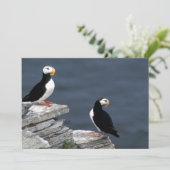 Alaska Puffins füttern farbenfrohe Vögel (Stehend Vorderseite)