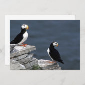 Alaska Puffins füttern farbenfrohe Vögel (Vorne/Hinten)