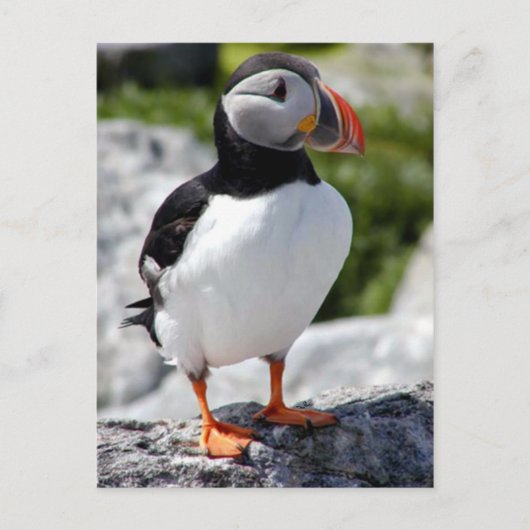 Alaska Puffins füttern farbenfrohe Vögel Postkarte (Vorderseite)