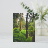 Alaska Rainforest Postkarte (Stehend Vorderseite)