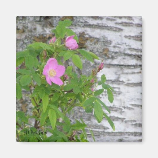 Alaska Rose #12 Magnet (Vorne)