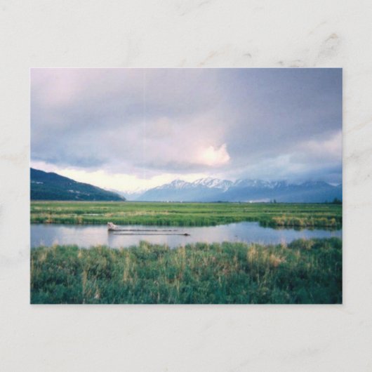 Alaska Sanctuary Postkarte (Vorderseite)